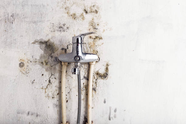 Best Insurance-Related Mold Remediation in Dumbarton, VA
