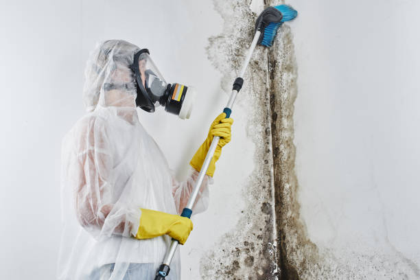 Best Post-Flood Mold Remediation in Dumbarton, VA