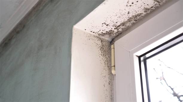 Best Emergency Mold Remediation in Dumbarton, VA