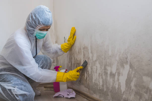 Best Emergency Mold Remediation in Dumbarton, VA
