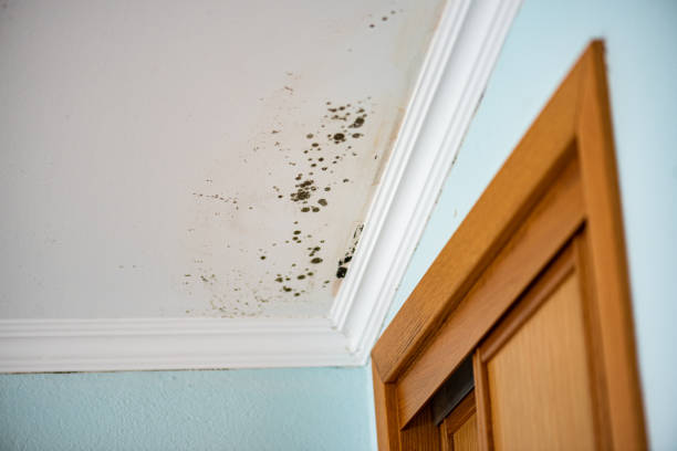 Best Preventive Mold Services in Dumbarton, VA