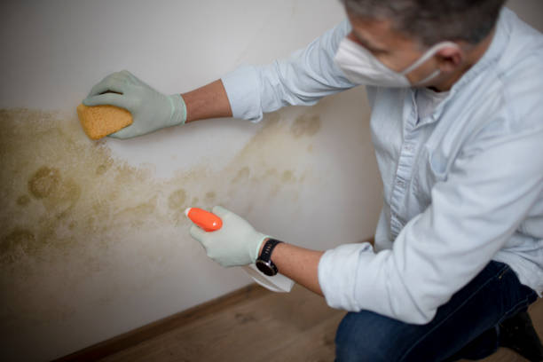 Best Attic Mold Remediation in Dumbarton, VA