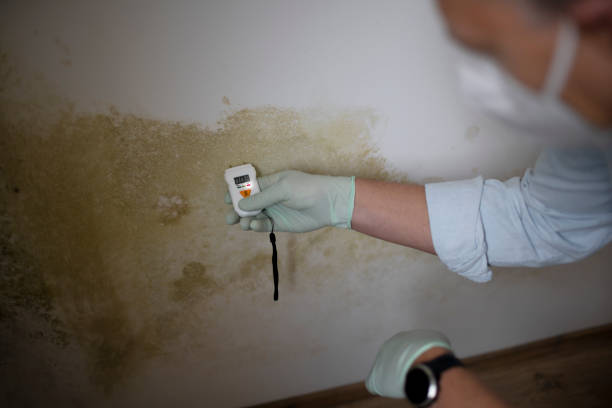Best Kitchen Mold Remediation in Dumbarton, VA