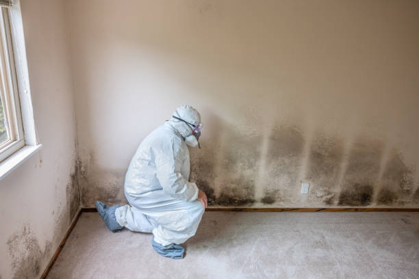 Best Basement Mold Remediation in Dumbarton, VA