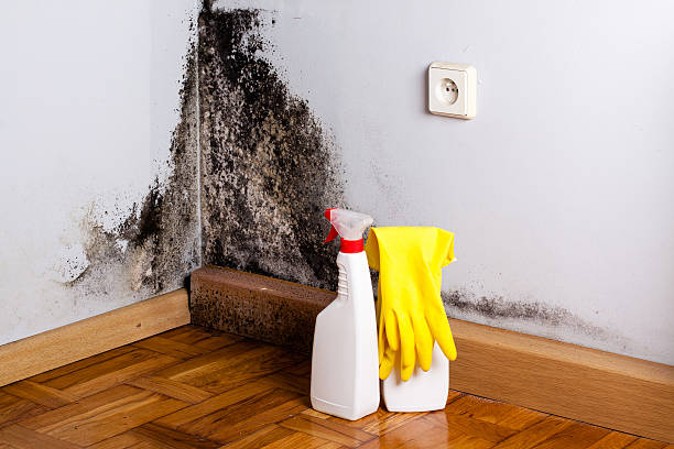 Best Localized Mold Remediation (e.g., coastal areas, humid climates) in Dumbarton, VA