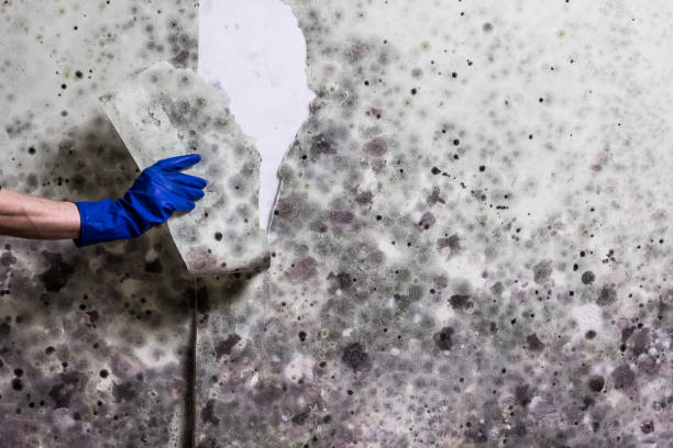 Best Residential Mold Remediation in Dumbarton, VA